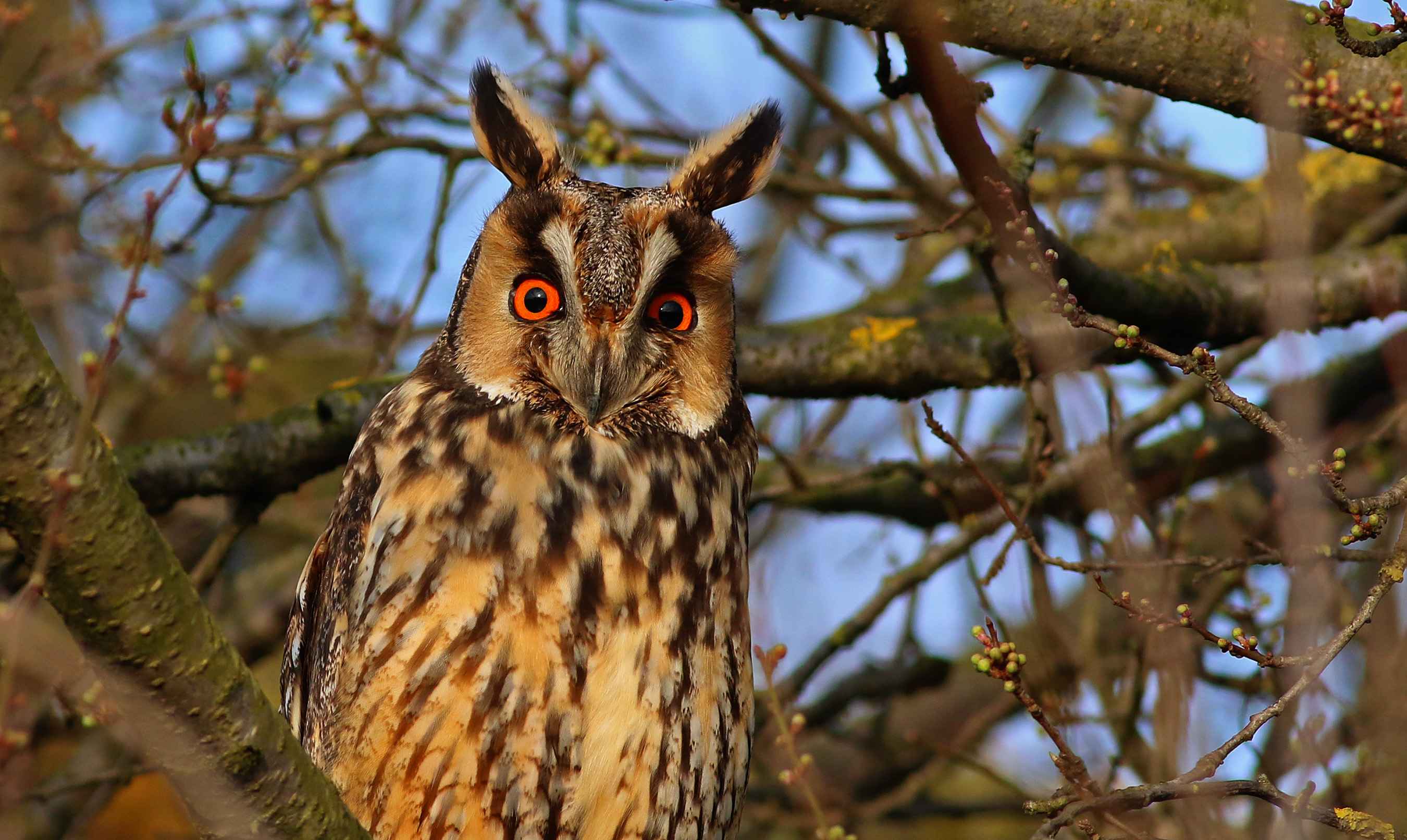 Long-eared Owl